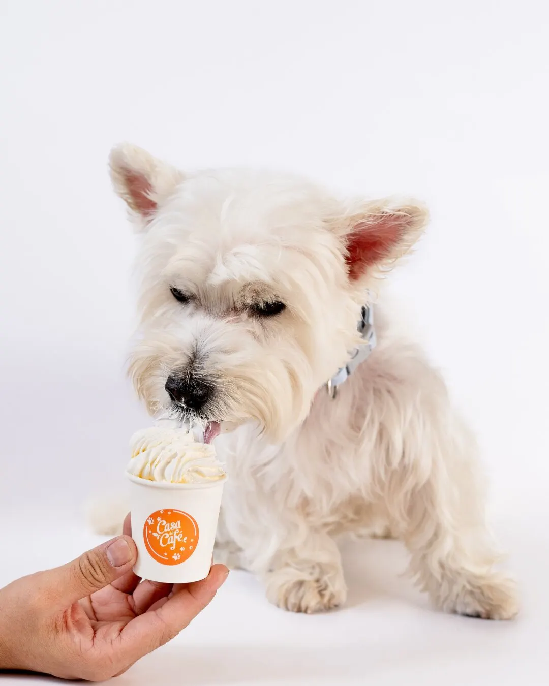 Perrito blanco probando un vasito de crema batida de Casa del Café.