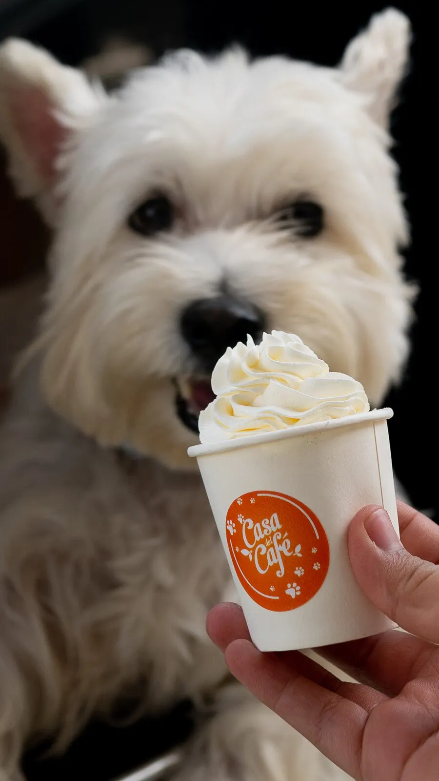 Perrito blanco lamiendo la crema batida de un vasito de Casa del Café.